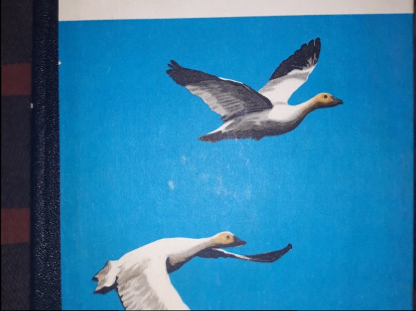 Ziemeļvēja dziesma