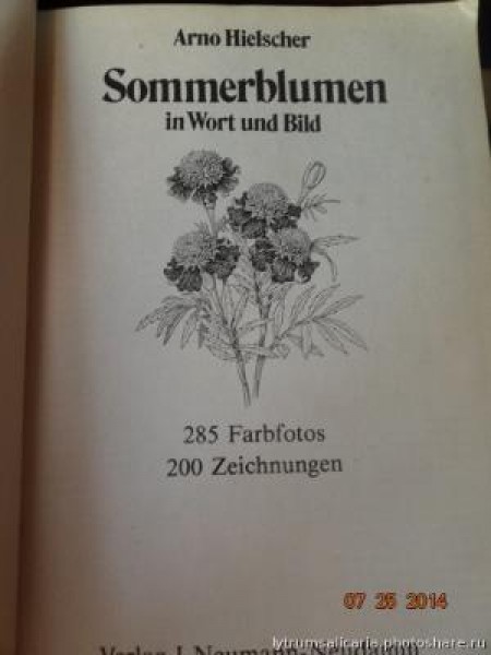 Sommerblumen in Worst und Bild 