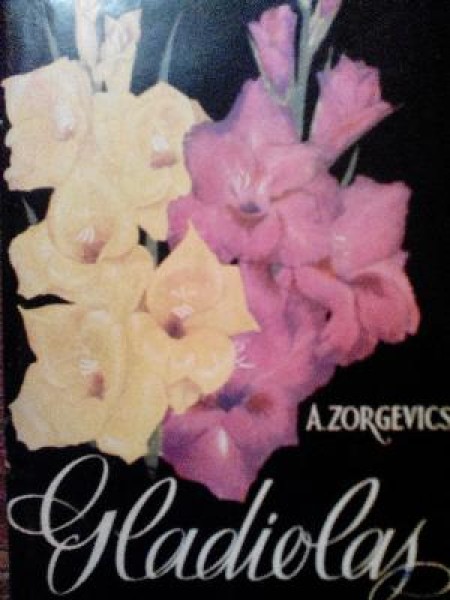 Gladiolas 
