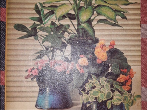 Zimmerpflanzen in Hydrokultur