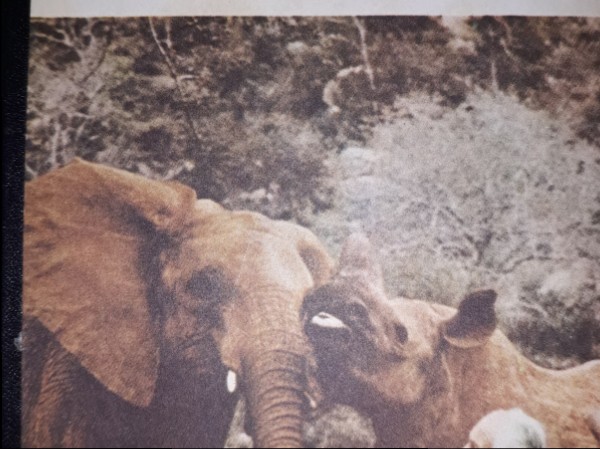 Gržimeks pie Āfrikas zvēriem