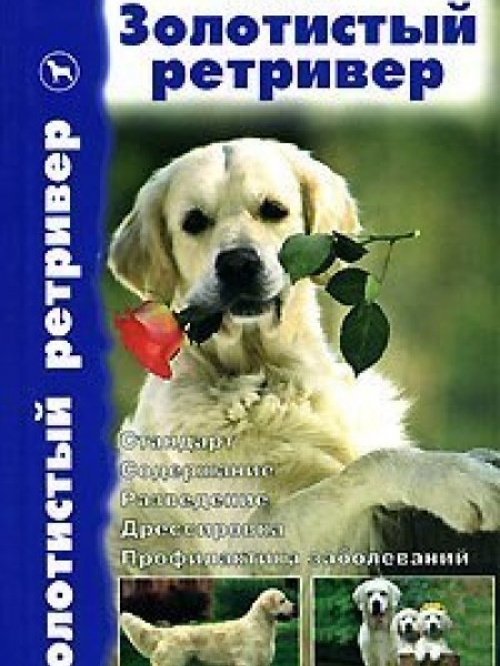 Золотистый ретривер