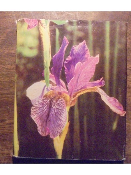 Puķkopība I Āra puķes