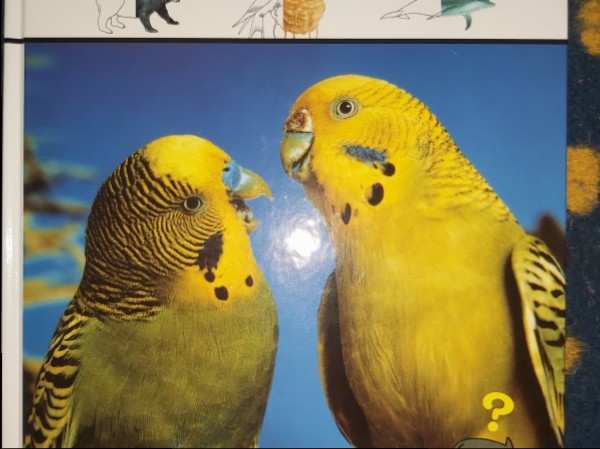 Dzīvnieku uzvedība