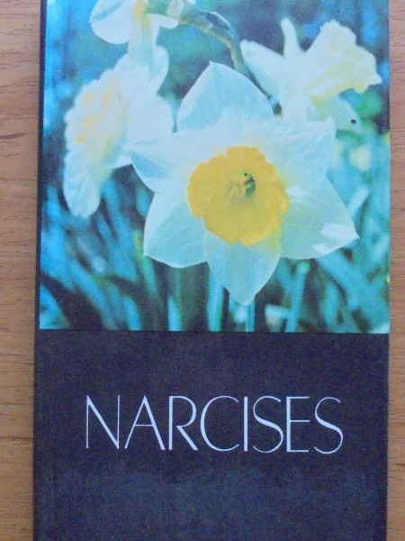Narcises