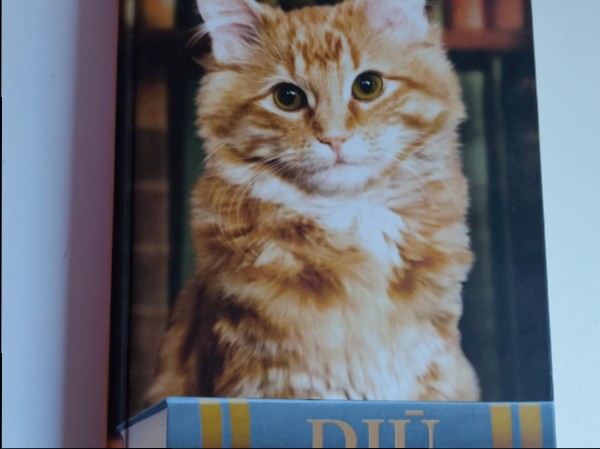 Djū mazpilsētas bibliotēkas kaķis,kas aizkustināja pasauli