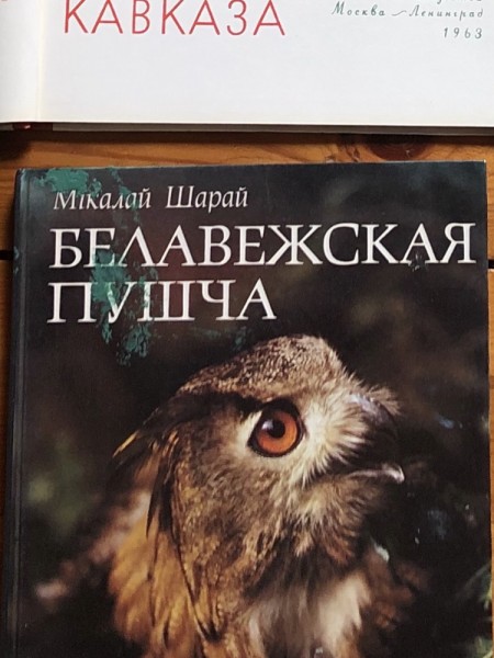 Белавежсая пушча 