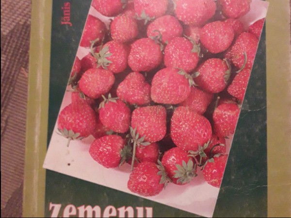 Tradicionālā un netradicionālā zemeņu audzēšana