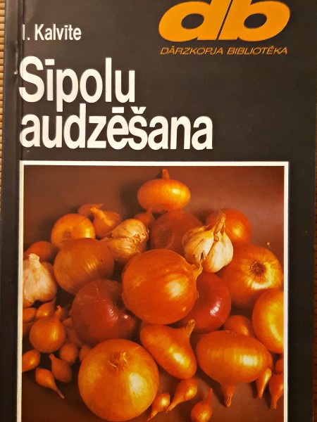 Sīpolu audzēšana