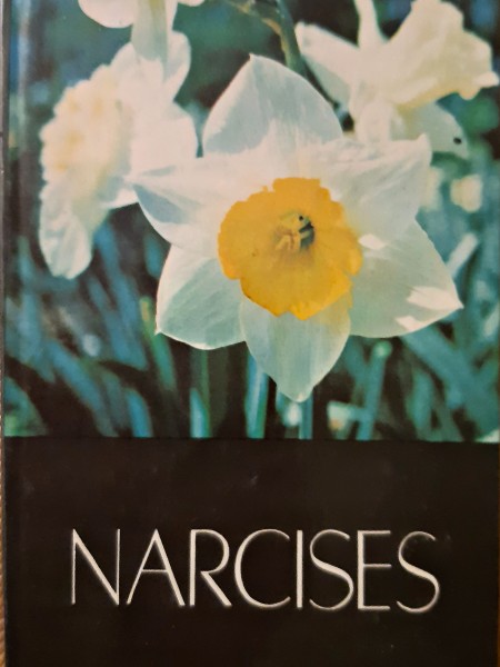 Narcises