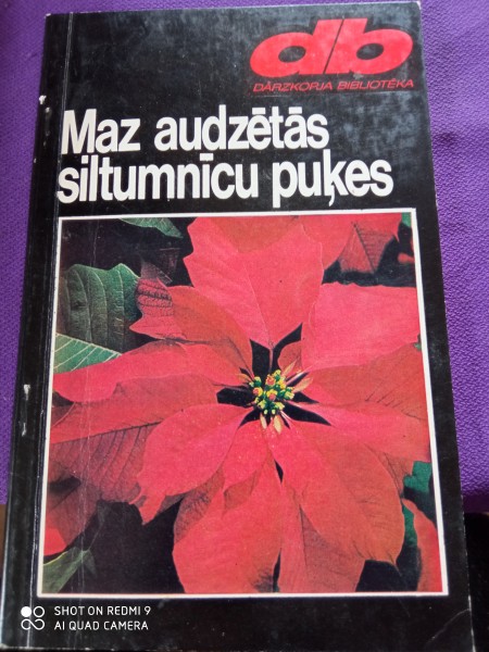Maz audzētās siltumnīcu  puķes