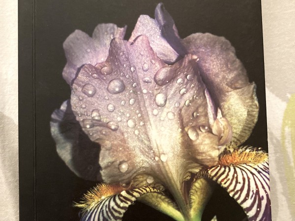 Suņu diena. Nakts pēcpusdienā