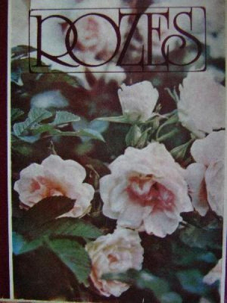 Rozes