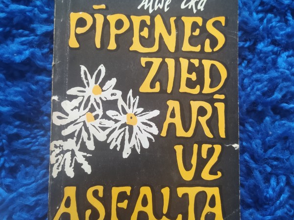 Pīpenes zied arī uz asfalta