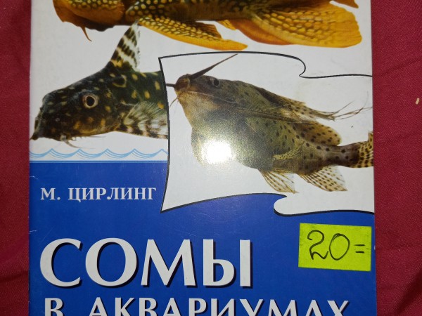 Сомы в аквариумах любителей