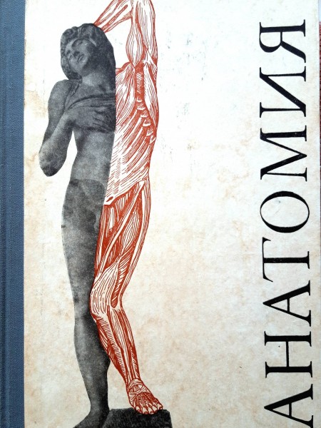 Анатoмия