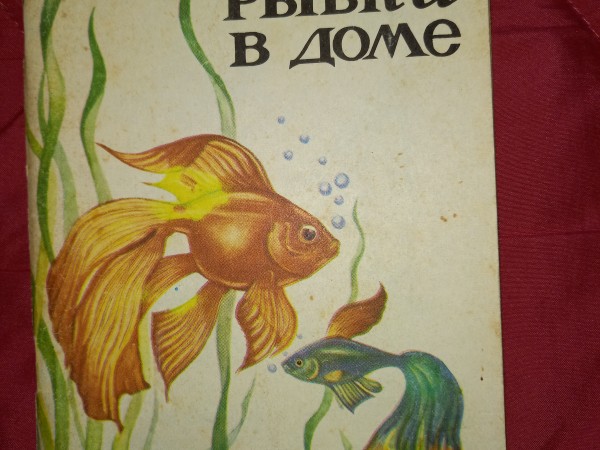 Рыбки в доме