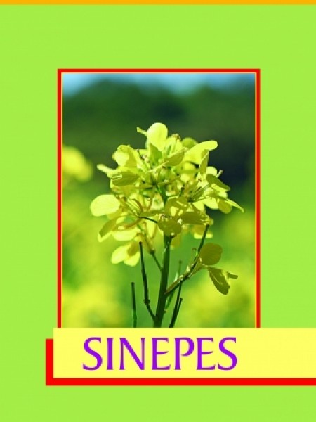Sinepes