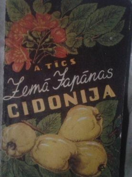 Zemā japānas cidonija