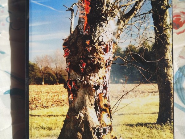 The Rise and Fall of Kingdom Plantae