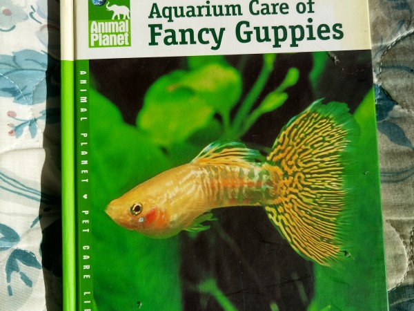 Aquarium Care of Fancy Guppies