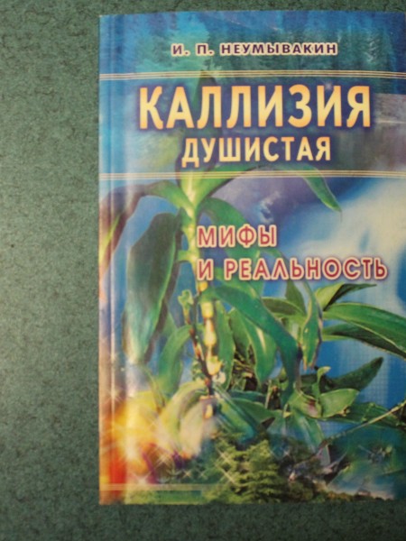 КАЛЛИЗИЯ душистая мифы и реальность