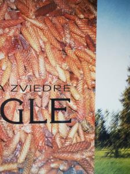 Egle/viss par egli: no sēklas līdz ciršanai