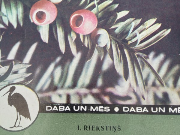 Īve - piejūras mežu pērle