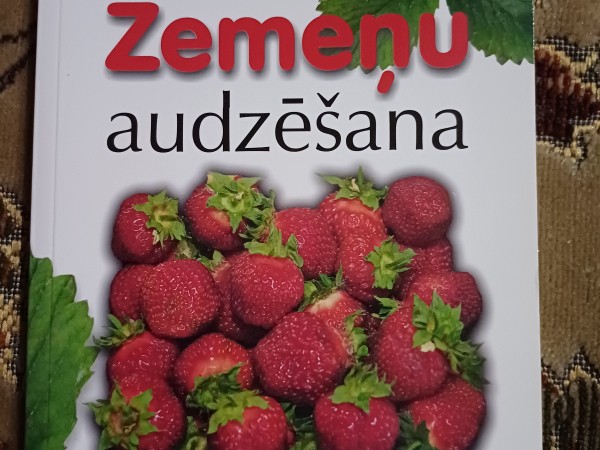 Zemeņu audzēšana
