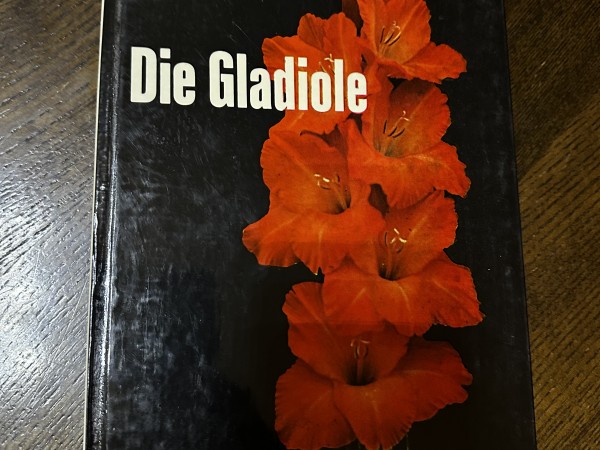 Die Gladiole