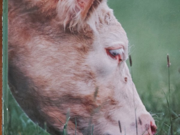 Dzīvnieku ēdināšana