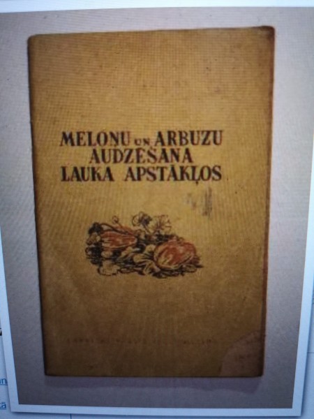 Meloņu un arbuzu audzēšana lauka apstākļos