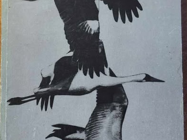 Летела птица