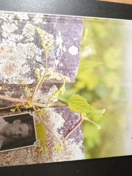 Koka kāja kapu māja