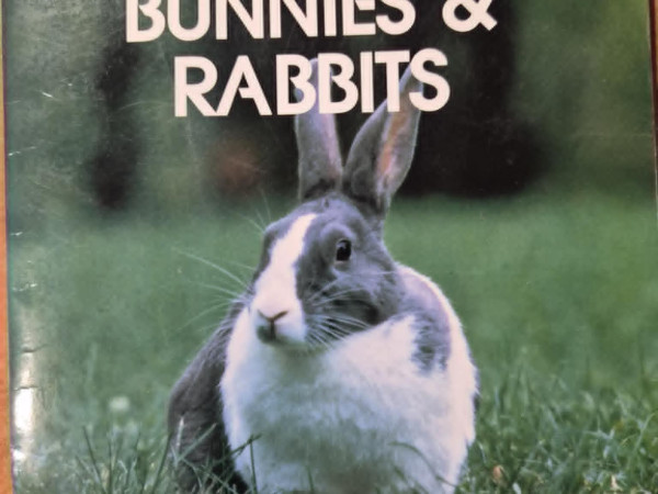 Bunnies & rabbits